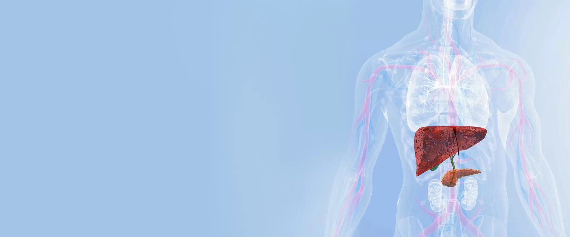 Protezione del fegato