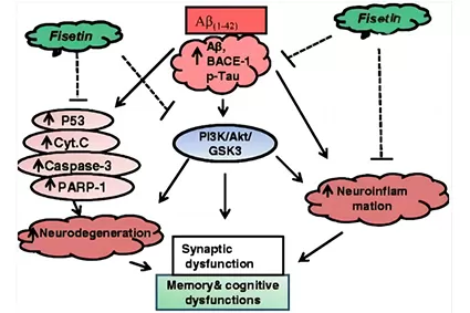 Hai sentito parlare di tetraidrocurcumina? Questo antiossidante può essere vantaggioso per il cervello e la memoria