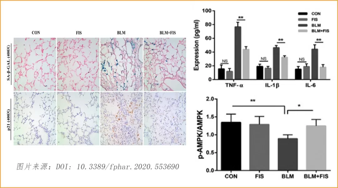 Fisetin: una stella in aumento nel campo dell'anti-invecchiamento