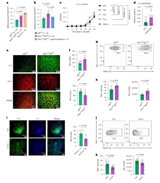 ILC3s Regulate Gut Glycosylation to Restrict Akk Bacteria Proliferation