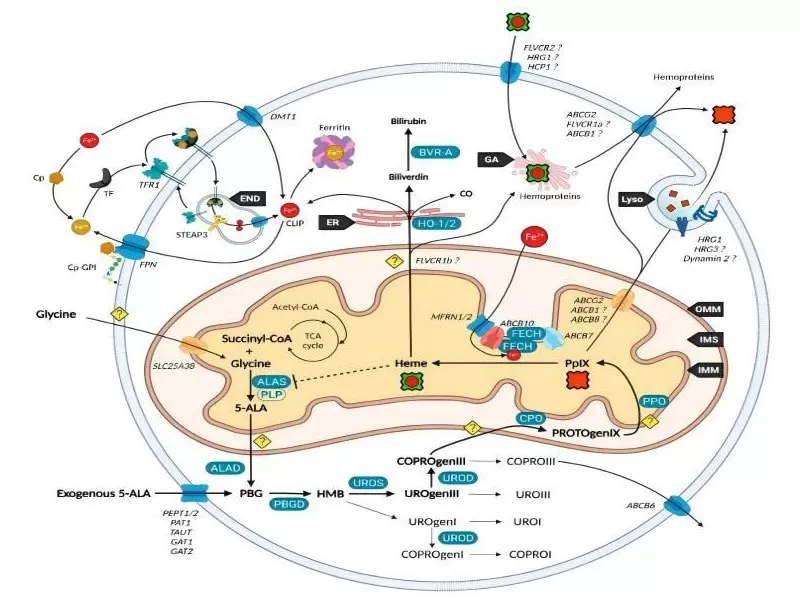 5-ALA: Booster energetico segreto delle tue celle?