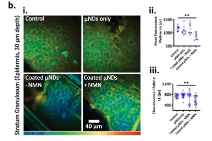 NMN: il tasso di assorbimento della pelle raggiunge il 86.3% in 24 ore