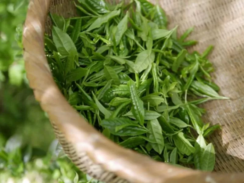 Polifenoli di Niacinamide e tè verde: meccanismi scientifici Anti-età e benefici multipli