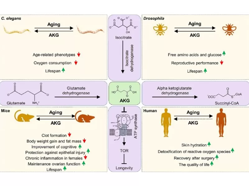 La nuova Era Anti-età: il tempo di decodifica del tempo (parte 1)