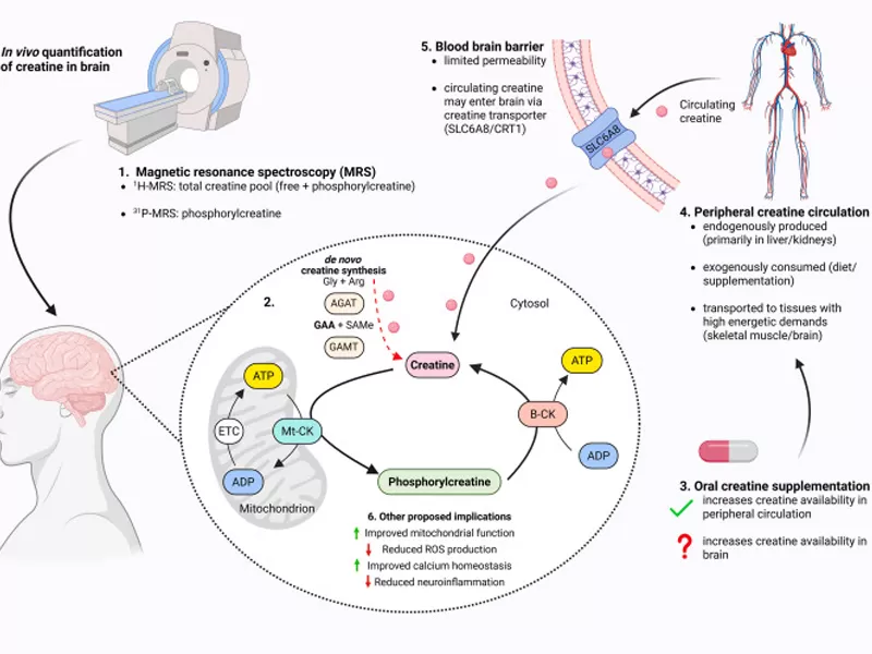 Creatina Monoidrato: Oltre il Guadagno Muscolare — Il Nutriente per la Salute del Cervello Supportato dalla Scienza