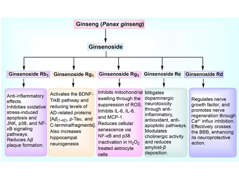 Powerhouses antiossidanti naturali: curcumina, quercetina, Ginsenoside Rg3 e resveratrolo
