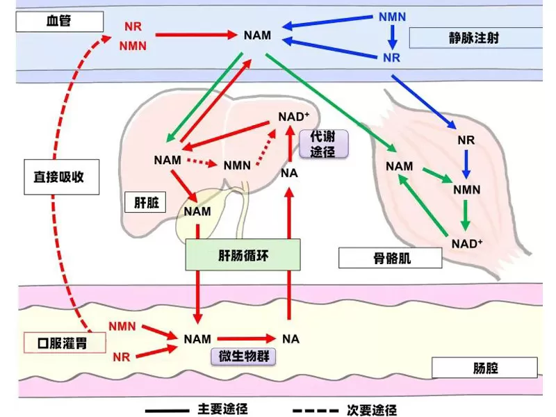 Scienza advans Study overturs saggezza convenzionale: True traway del metabolismo delle molecole Miracle Anti-invecchiamento NMN/NR ha rivelazione