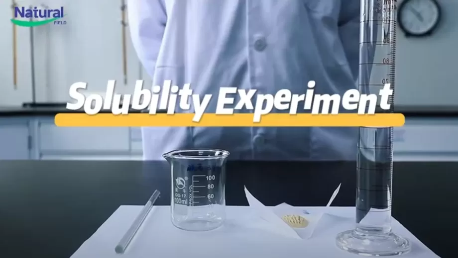 Esperimento di solubilità della polvere di estratto di NF Ashwa Ashwagandha