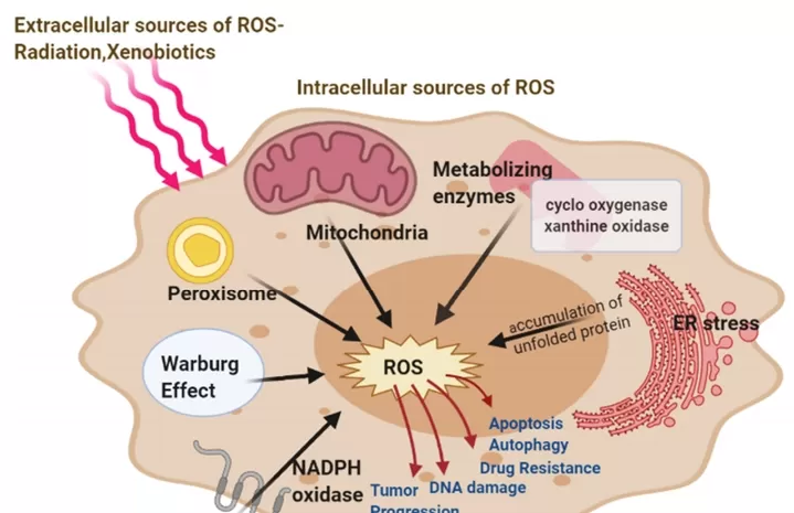 The Anti-aging Mechanisms of Quercetin at the Cellular Level