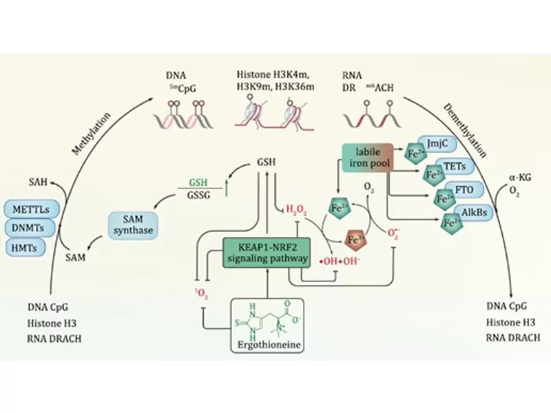 La nuova Era dell'anti-invecchiamento: il tempo di decodifica del tempo (III. Ergothioneine)